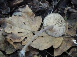 Entoloma sericeoides