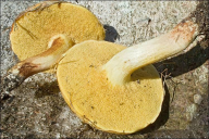 Suillus bovinus