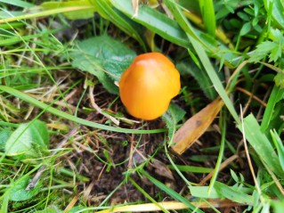 Hygrocybe conica