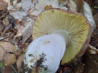 Russula romellii