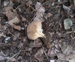 Helvella acetabulum