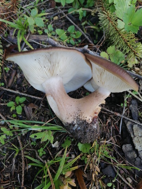 Lyophyllum loricatum