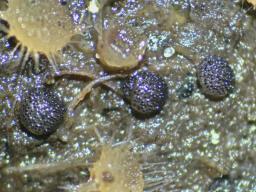 Saccobolus beckii