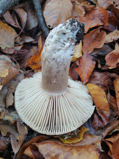 Russula nigricans