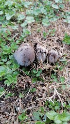 Coprinopsis atramentaria