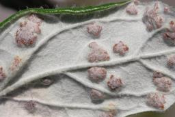 Puccinia teucrii