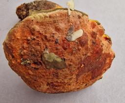 Suillellus queletii