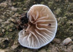 Crepidotus cesatii