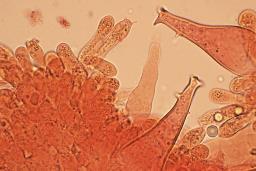 Pluteus pouzarianus