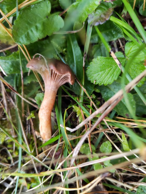 Chroogomphus rutilus