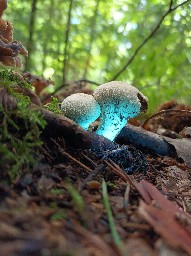 Lycoperdon perlatum