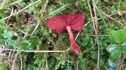 Cortinarius sanguineus