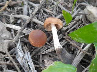 Conocybe aporos