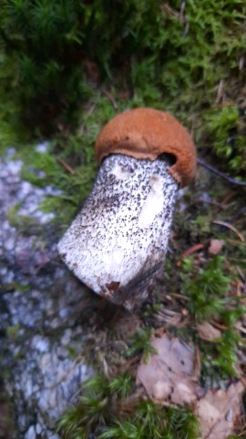 Leccinum versipelle