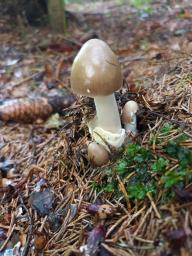 Amanita pachyvolvata