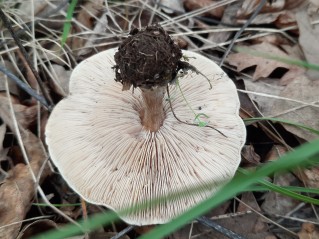 Melanoleuca brevipes