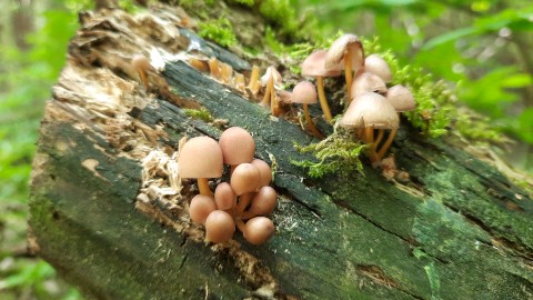 Mycena renati