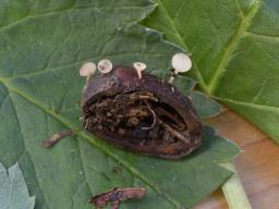 Hymenoscyphus fructigenus
