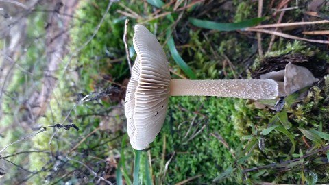 Amanita battarrae