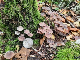 Mycena polygramma