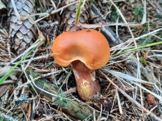 Suillus grevillei