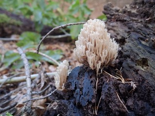 Artomyces pyxidatus