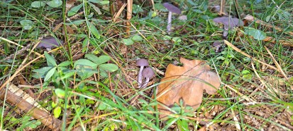 Laccaria amethystina