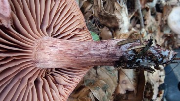 Hygrophorus capreolarius