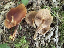 Kuehneromyces mutabilis