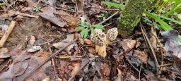 Morchella americana