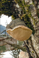 Phellinus pomaceus