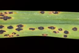 Puccinia allii