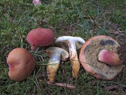 Rheubarbariboletus armeniacus