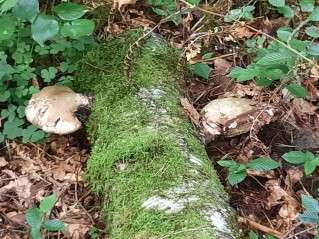 Fomitopsis betulina