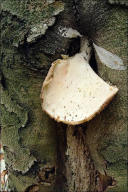 Pleurotus dryinus