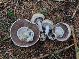 Agaricus sylvaticus