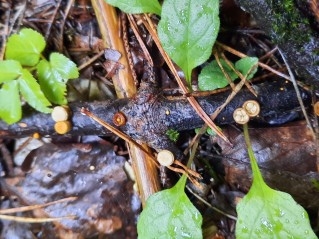 Crucibulum laeve