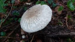 Amanita echinocephala