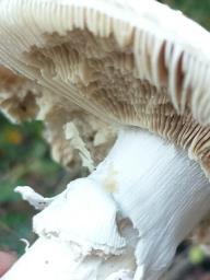 Amanita echinocephala