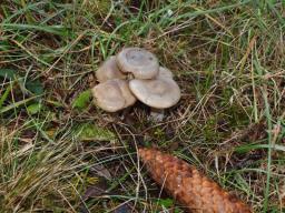 Hygrophorus agathosmus