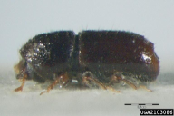 Pityogenes chalcographus