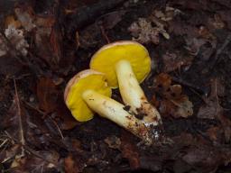 Aureoboletus gentilis