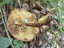 Calonarius odorifer