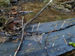 Xylaria hypoxylon