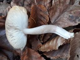 Tricholoma scalpturatum