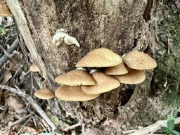 Crepidotus crocophyllus