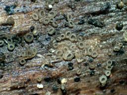 Hyalopeziza millepunctata