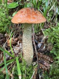 Leccinum aurantiacum