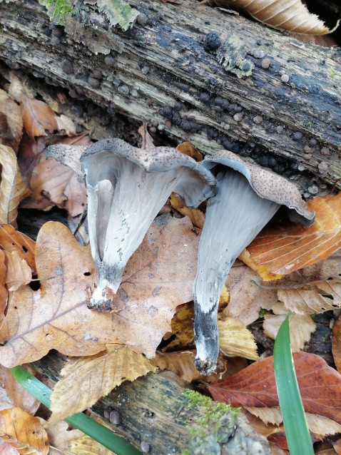 Craterellus cornucopioides