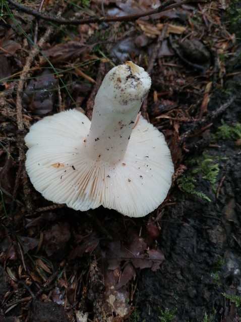 Russula virescens